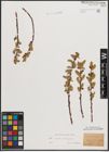 Foto von Salix caprea L. x Salix eleagnos Scop.